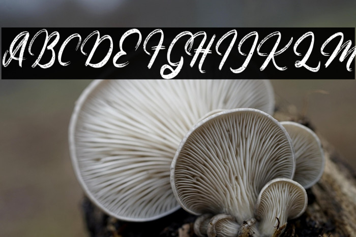 ArlayaFREE Example 1