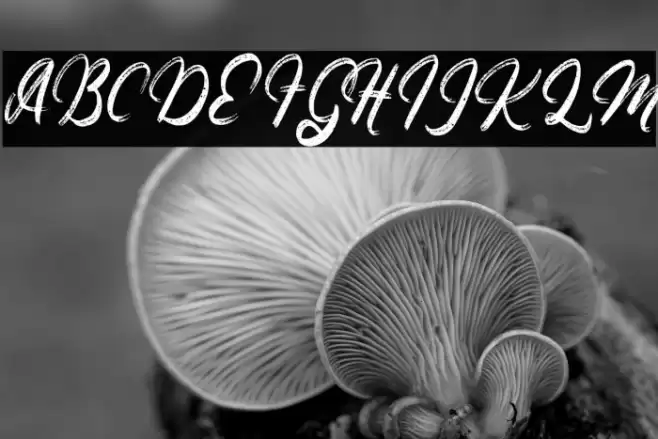 ArlayaFREE Font examples