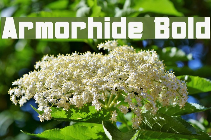 Armorhide Bold Font examples