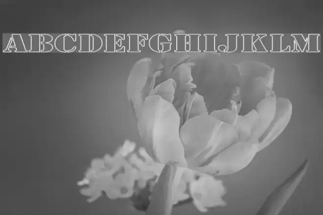 Army Hollow Expanded Polices examples