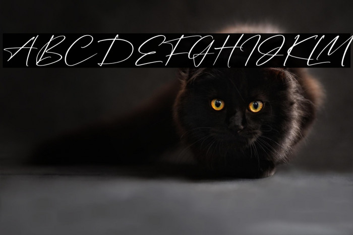 Arolse Belmonteria Script Example 1