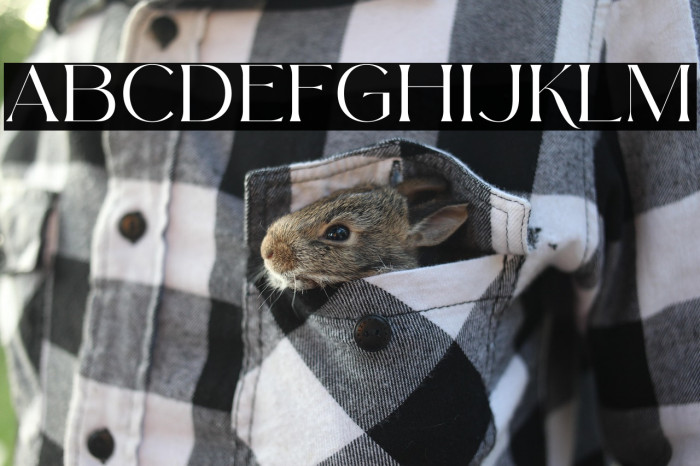 Arolse Belmonteria Serif Example 2