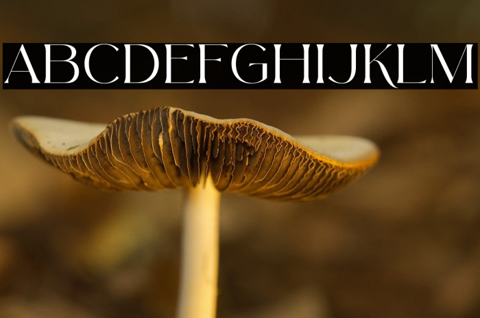 Arolse Belmonteria Serif Example 3