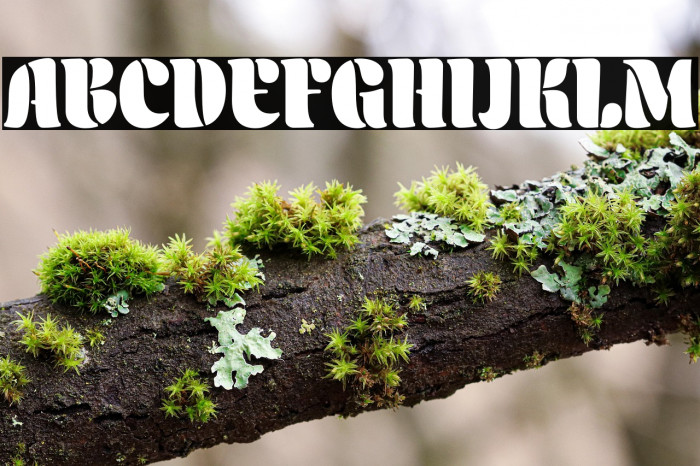 Aromatron Regular Example 2