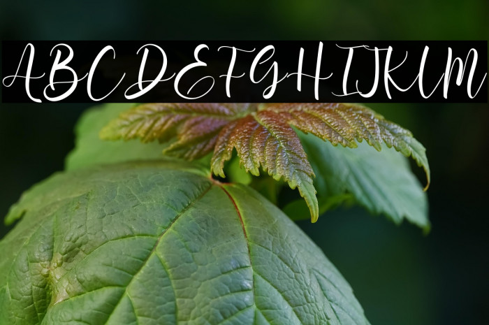 Aromi Script Example 1