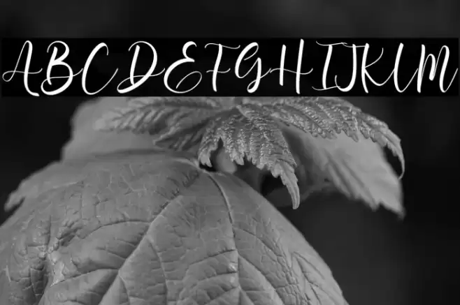 Aromi Script Font examples