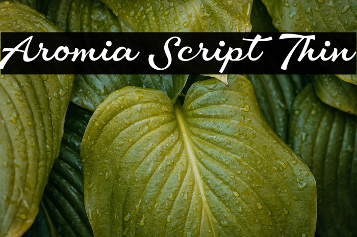 Aromia Script Thin Example 1