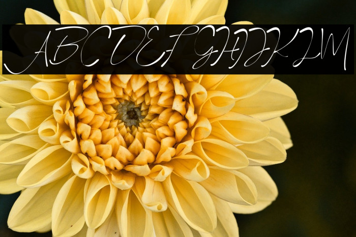 ArraYasmine Example 3