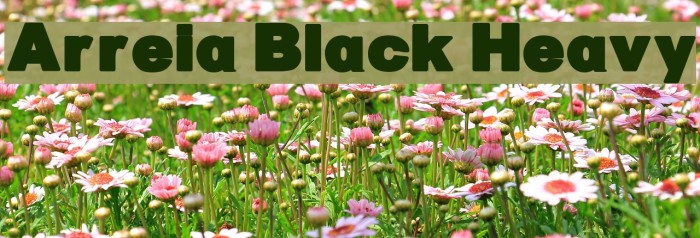 Arreia Black Heavy Font examples