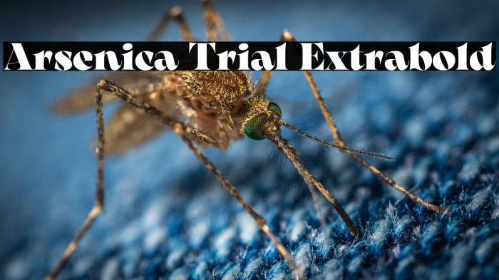 Arsenica Trial Extrabold Example 3