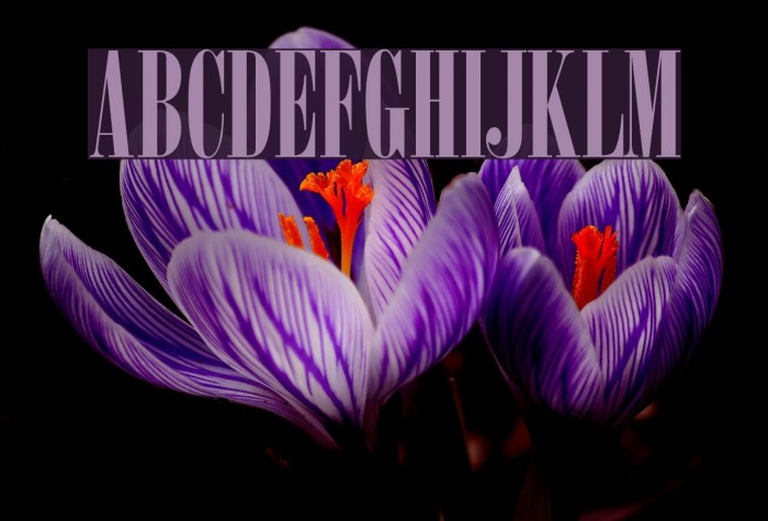 Arsis Font examples