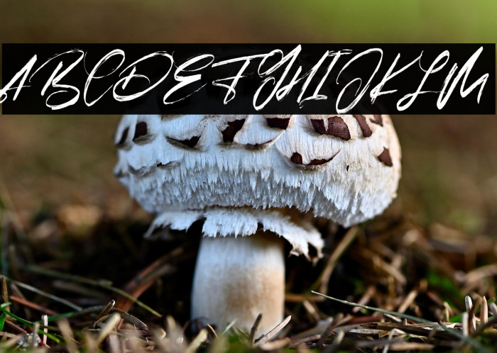 Arsitage Free Regular Example 1