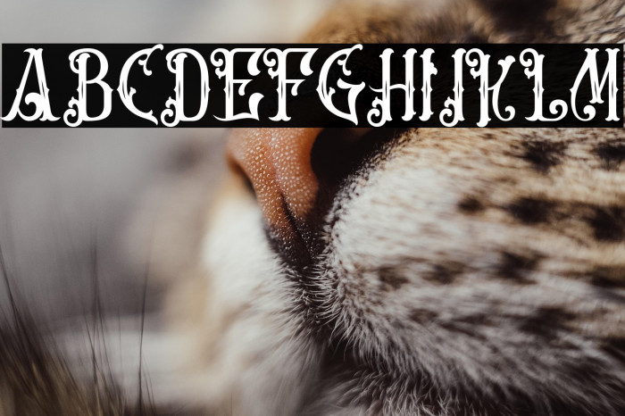 Artisocrat-Regular Example 3