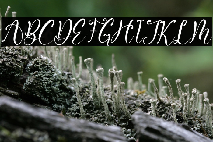 Artistica Italic Example 1