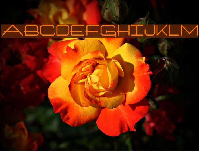 Artlookin Bold Font examples