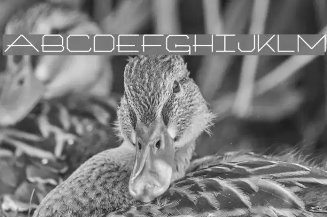 Artlookin Regular フォント examples