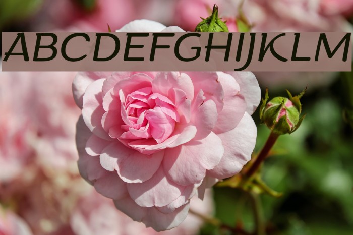 Arturo Trial Light Italic Font examples