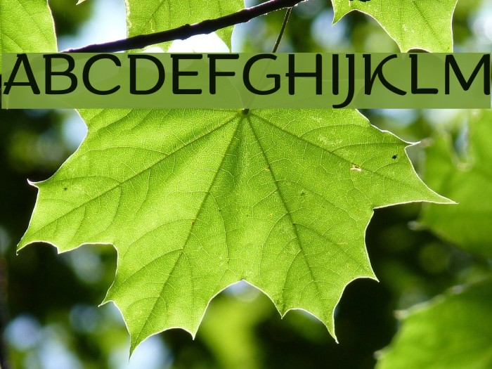 Arturo Trial Light Font examples