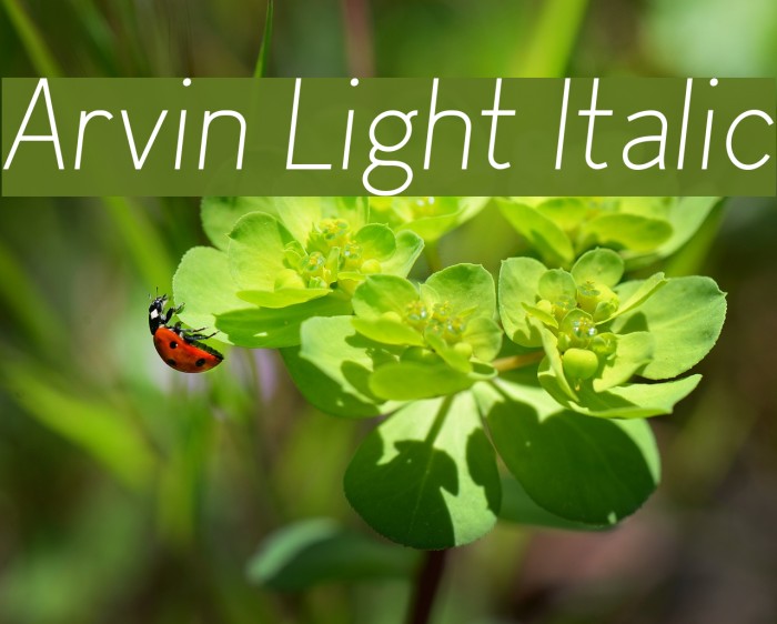Arvin Light Italic Font examples