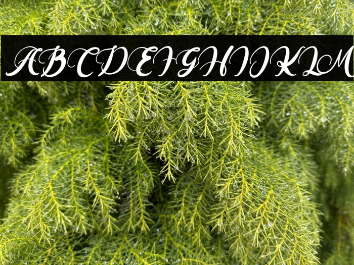 ArzetaFREE Example 2