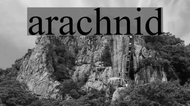 arachnid Font examples