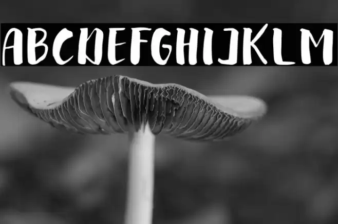 arinda Font examples