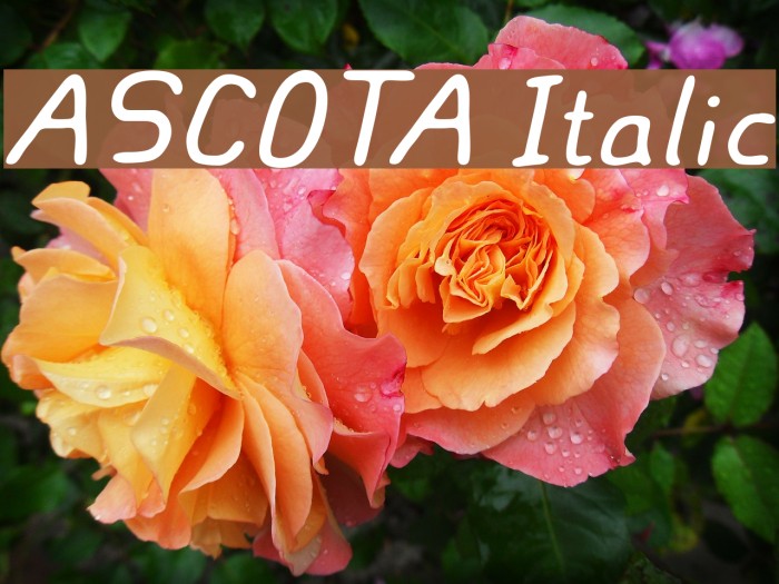 ASCOTA Italic Font examples