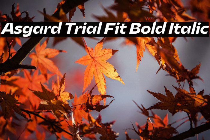 Asgard Trial Fit Bold Italic Example 1