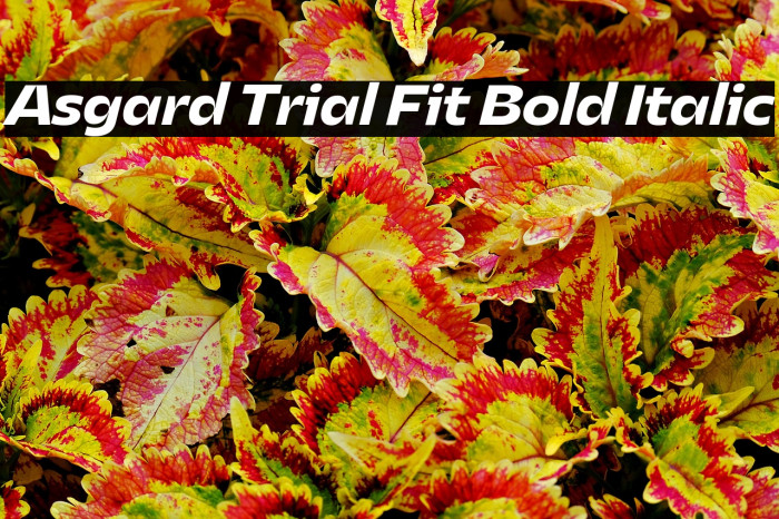 Asgard Trial Fit Bold Italic Example 2