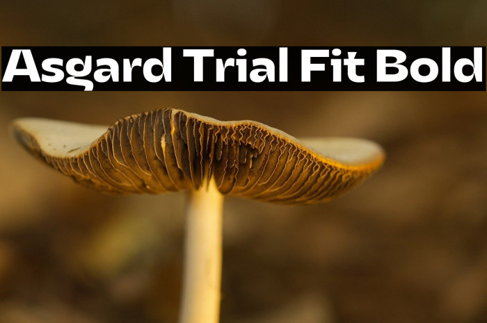 Asgard Trial Fit Bold Example 2