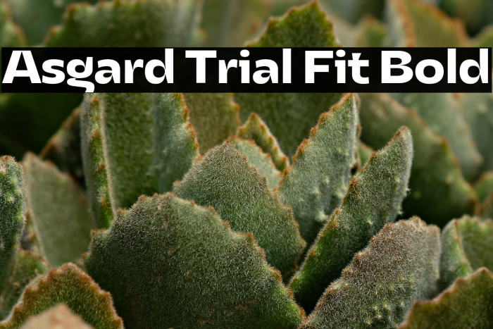 Asgard Trial Fit Bold Example 3