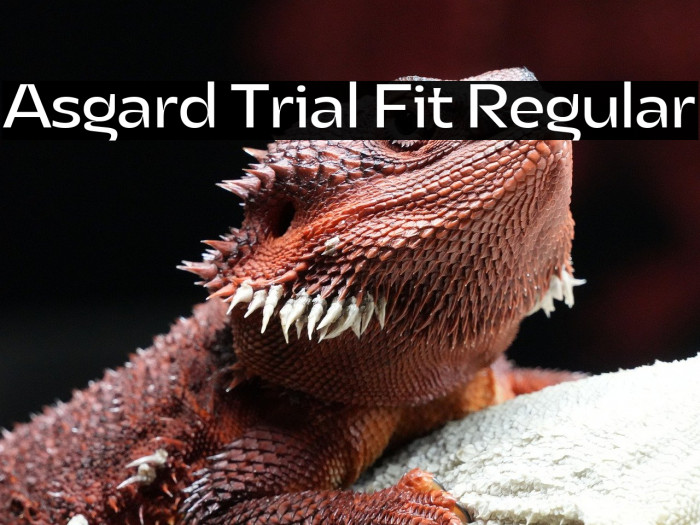 Asgard Trial Fit Regular Example 3