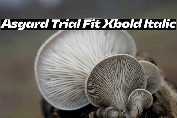 Asgard Trial Fit Xbold Italic Example 2
