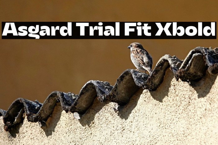 Asgard Trial Fit Xbold Example 1