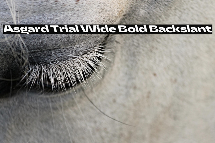 Asgard Trial Wide Bold Backslant Example 2