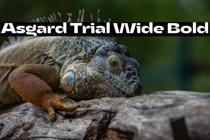 Asgard Trial Wide Bold Example 3