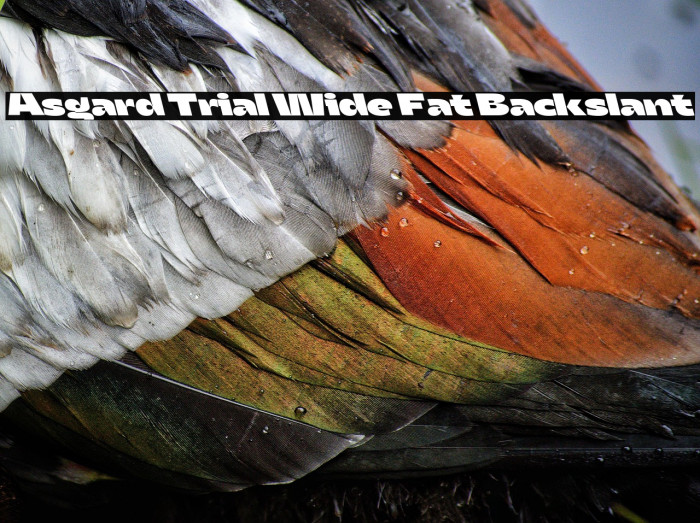 Asgard Trial Wide Fat Backslant Example 2