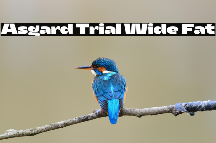 Asgard Trial Wide Fat Example 2