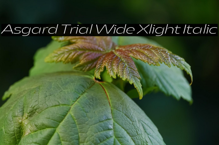 Asgard Trial Wide Xlight Italic Example 3