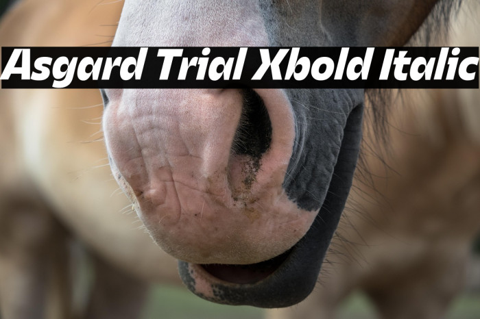 Asgard Trial Xbold Italic Example 2