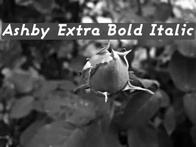 Ashby Extra Bold Italic Font examples