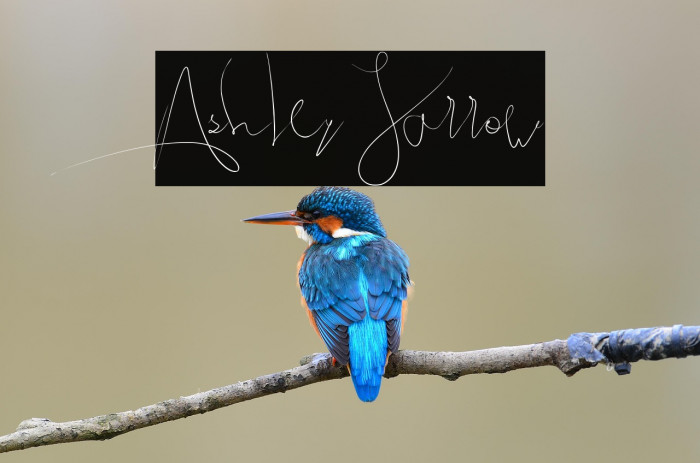 Ashley Jarrow Example 2