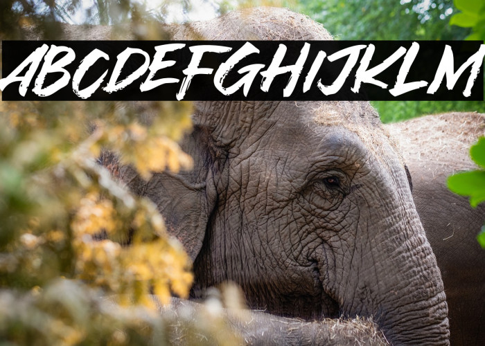 Asia Tiger Example 2