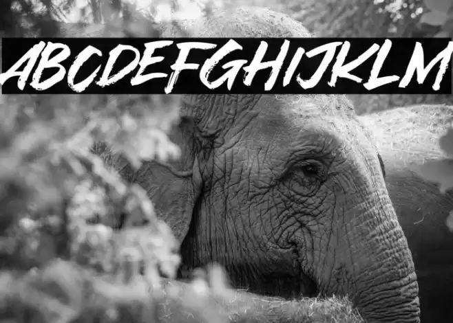 Asia Tiger Font examples