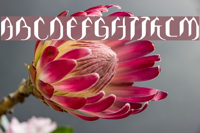 Asie Font examples