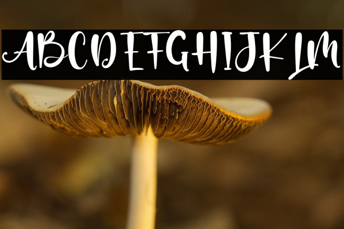 AsifaCarol Example 1