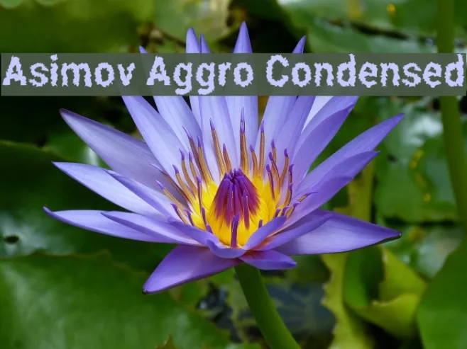 Asimov Aggro Condensed Example 3