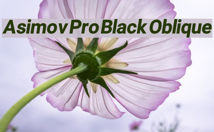 Asimov Pro Black Oblique Font examples
