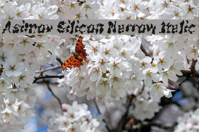 Asimov Silicon Narrow Italic フォント examples