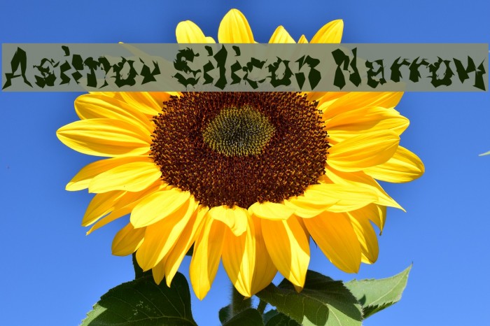 Asimov Silicon Narrow फ़ॉन्ट examples
